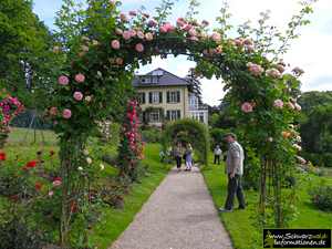 Rosenneuheiten - Garten Beutig