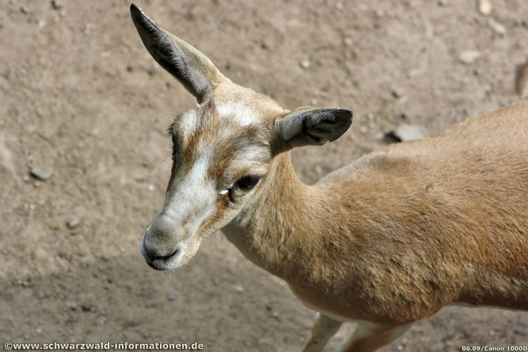 http://www.schwarzwald-informationen.de/bilder/karlsruhe/zoo/gazelle-mittel.jpg