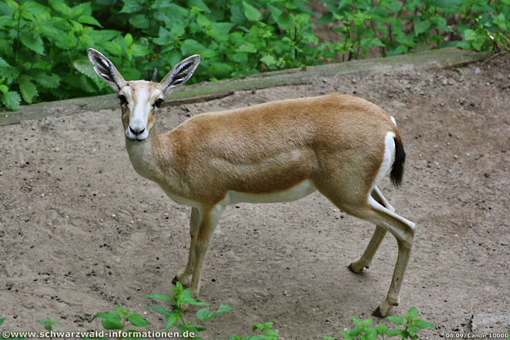 http://www.schwarzwald-informationen.de/bilder/karlsruhe/zoo/kropfgazelle-mittel.jpg