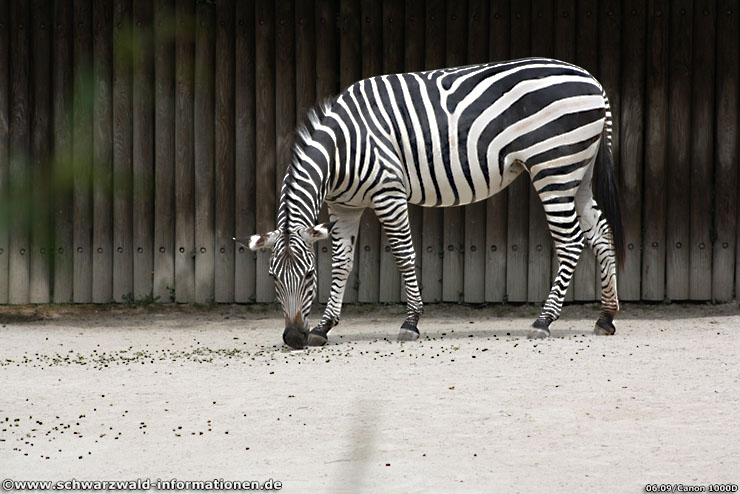 http://www.schwarzwald-informationen.de/bilder/karlsruhe/zoo/zebra-mittel.jpg