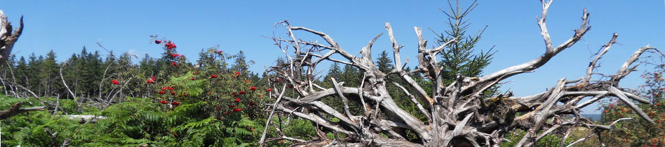 http://www.schwarzwald-informationen.de/bilder/lotharpfad/banner-lotharpfad.jpg