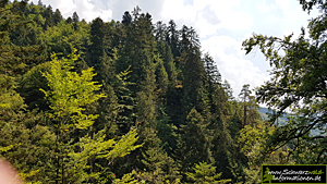 Nadelwald Schwarzwald Nationalpark