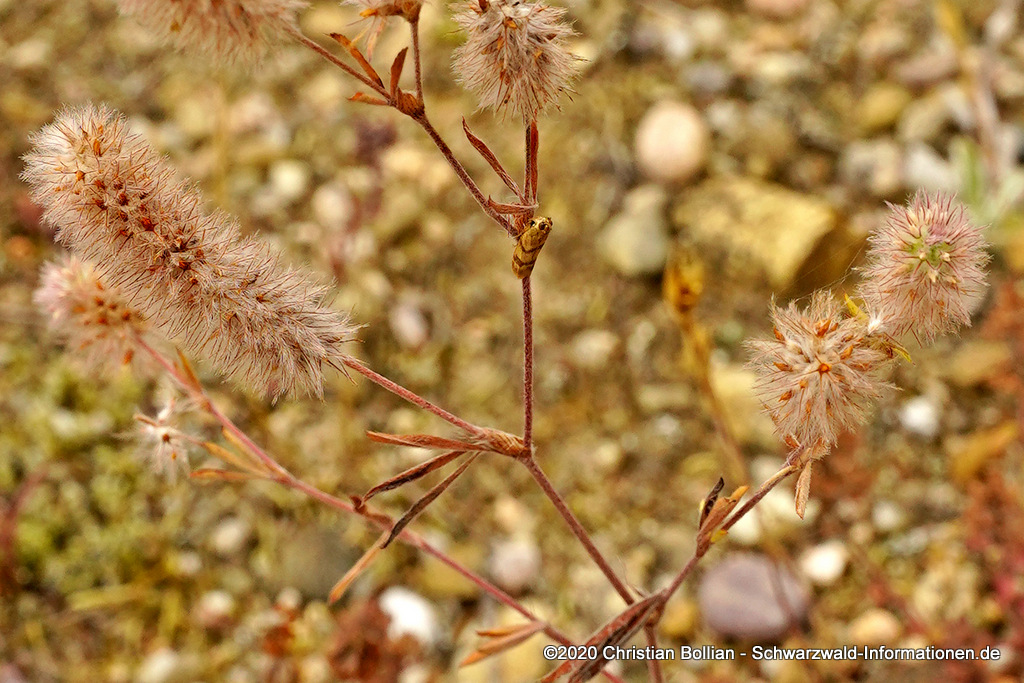 Hasen-Klee oder Ackerklee (Trifolium arvense) im Naturschutzgebiet