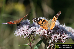 Schmetterlinge im Schwarzwald