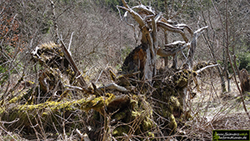 Nationalpark Schwarzwald Baumwurzel