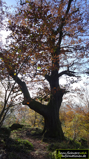  Batterteiche, älteste Baum im Stadtkreis Baden-Baden