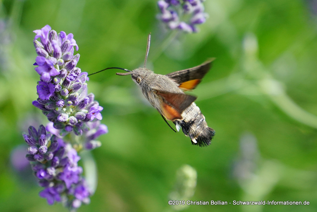 Taubenschwänzchen (Macroglossum stellatarum)
