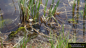 Frosch im Huzenbacher See