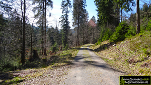 Forstweg zum Buhlbachsee