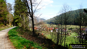 Baiersbronn-Obertal Wald