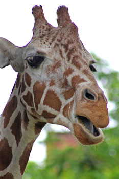 http://www.schwarzwald-informationen.de/bilder/karlsruhe/zoo/giraffe.jpg