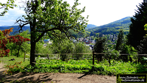 Panoramaweg zum Balzenberg