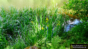 Pflanzen am Sankenbachsee
