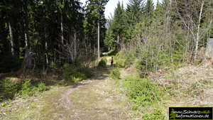 Wald am Buhlbachsee
