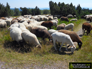 Grindenbeweidung Schliffkopf Schafe