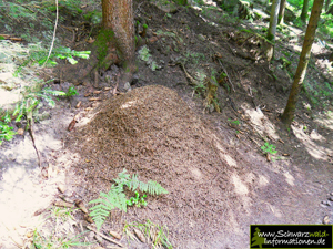 Ameisenbau im Schwarzwald