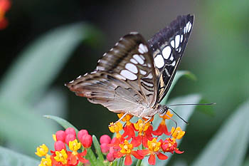 Schmetterlinge Wilhelma