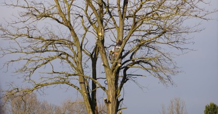 Totholz und dürre Äste in der Krone eines alten Baumes, die auf Pflegebedarf hinweisen