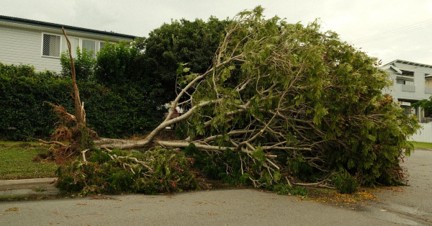 Sturmschaden: Ein umgestürzter Baum liegt auf einem Gebäude nach einem schweren Unwetter