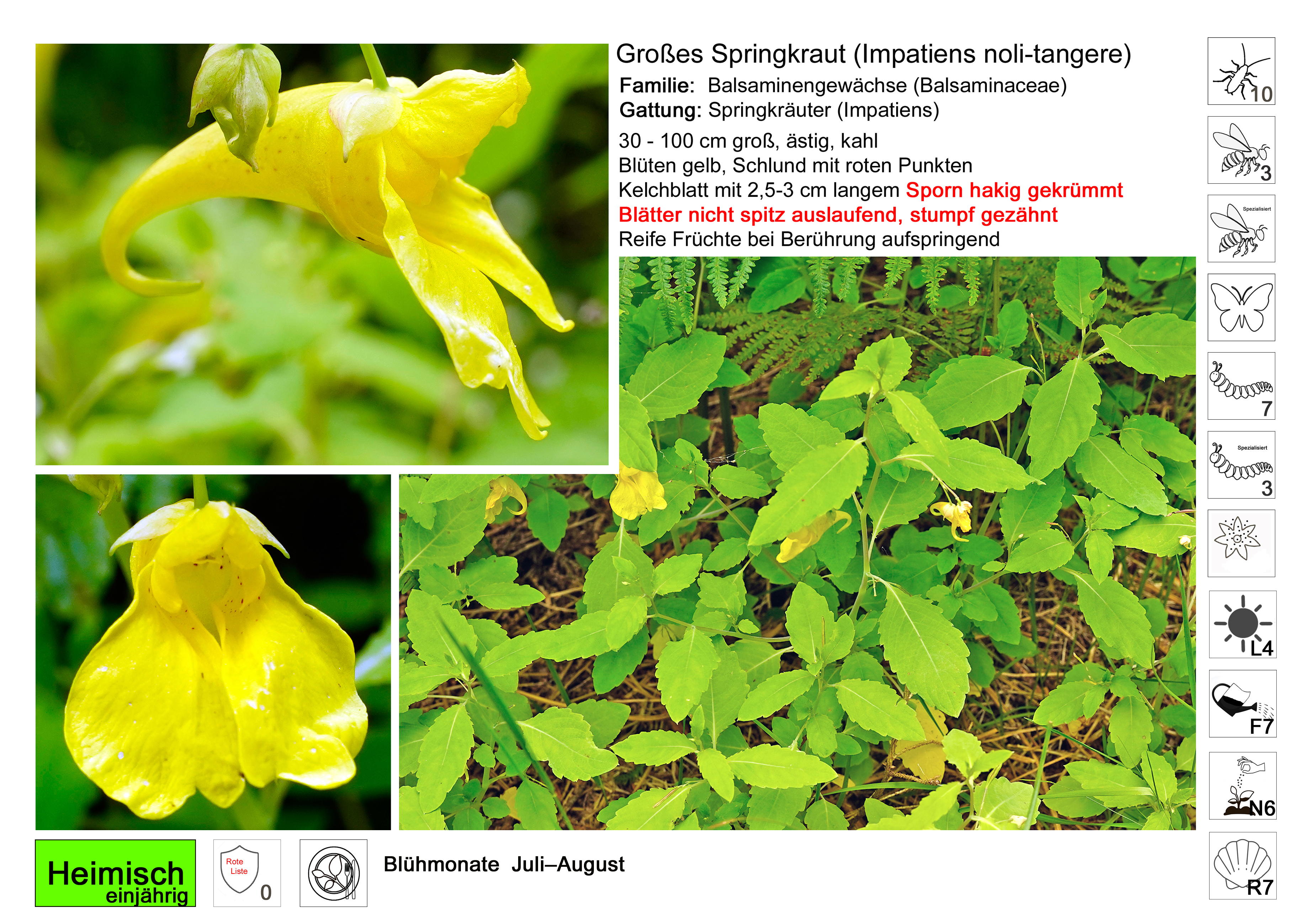 Balsaminengewachs Springkrauter  311 Grosse Springkraut h